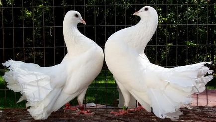 Скільки голуби висиджують яйця і як відбувається яйцекладка