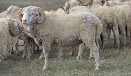 Скільки в середньому коштує живий баран види і ціни, що і скільки коштує