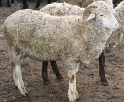 Скільки в середньому коштує живий баран види і ціни, що і скільки коштує