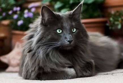 Скільки живуть блохи в кішок без поза тваринного в квартирі, котячі без їжі