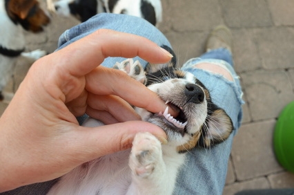 Câți dinți are un câine?