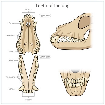 Câți dinți are un câine?