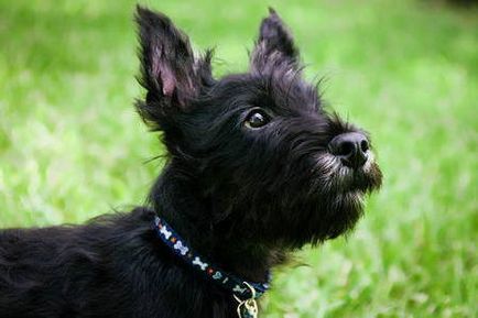 Scotch terrier, fapte interesante, articole cognitive, fotografii și poze