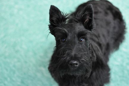 Scotch terrier, fapte interesante, articole cognitive, fotografii și poze