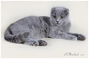 Scottish Fold (Scottish fold) macska fotók, vásárlás, ár, videó