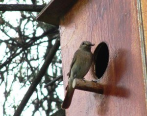 Birdhouses (case de păsări) cu mâinile lor