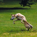 Sluhi - o rasă de câini (fotografie, video, descriere)