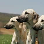 Sloughi - kutyák számára (fotó, videó, leírás)