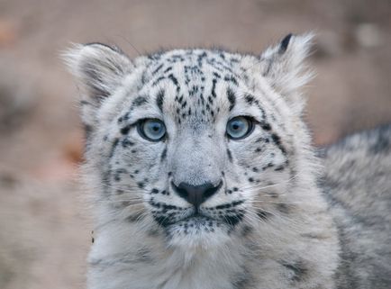 Leopard de zăpadă