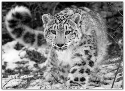 Snow Leopard - fapte interesante despre animal