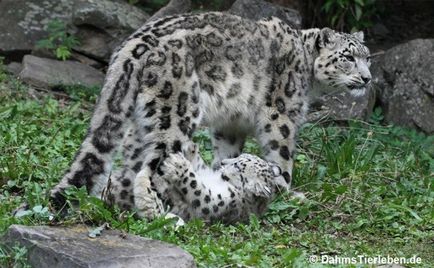 Leopard de zăpadă, leopard de zăpadă