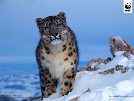 Leopard de zăpadă, leopard de zăpadă