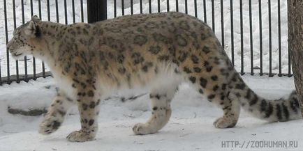 Leopard de zăpadă, leopard de zăpadă