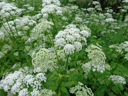 Goutweed полезни свойства и противопоказания