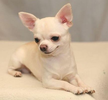 Chihuahua kutyafajta leírása
