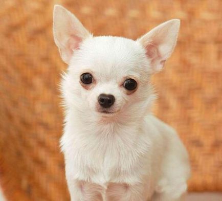 Câine de descriere a rasei Chihuahua