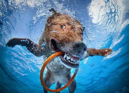 Собаки під водою