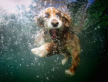 Собаки під водою