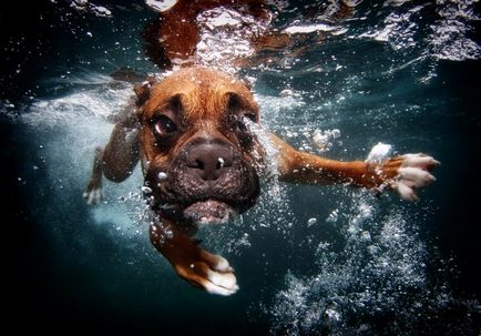 Собаки під водою