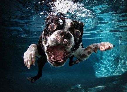 Câini sub apă