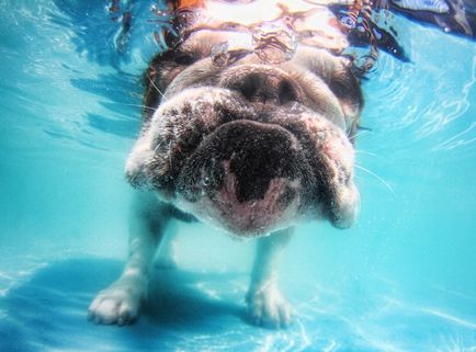 Câini sub apă
