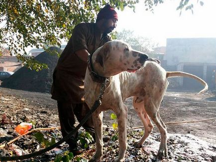 Câini de rasă bulli kutta sau mastiff pakistanezi