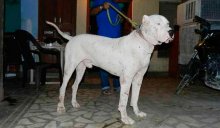 Собаки породи буллі Кутта або пакистанський мастиф