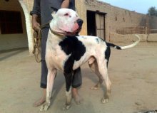 Собаки породи буллі Кутта або пакистанський мастиф