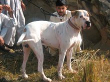 Câini de rasă bulli kutta sau mastiff pakistanezi