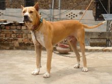 Câini de rasă bulli kutta sau mastiff pakistanezi