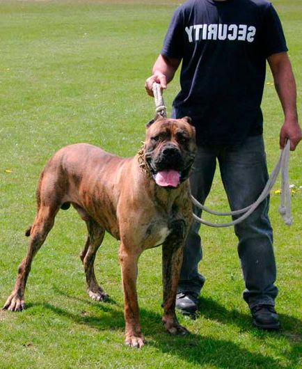 Câini de rasă bulli kutta sau mastiff pakistanezi