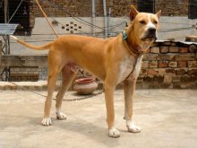 Câini de rasă bulli kutta sau mastiff pakistanezi