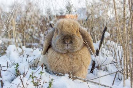 Зміст кроликів взимку на вулиці особливості