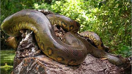 Сонник величезна змія уві сні до чого сниться величезна змія