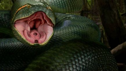 Un șarpe de vis este un șarpe uriaș într-un vis în care visează un mare șarpe