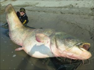 Сонник риба сом великий в воді уві сні бачити до чого сниться