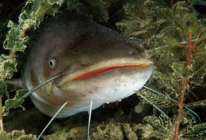 Dream Catcher catfish mare în apă într-un vis pentru a vedea ceea ce visă
