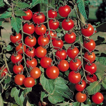 Сорти томатів - село інфо