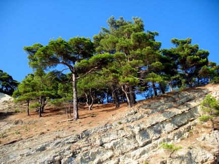 Descrierea, cultivarea și fotografiile din Pitsunda