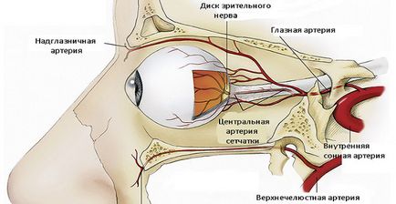 Судини очі - будова, основні функції, діагностика захворювань в МГК