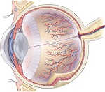 Navele ochiului - structura, funcțiile de bază, diagnosticul bolilor în mgk