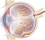 szem hajók - szerkezete, alapvető jellemzői, betegségek diagnosztizálására a CIM