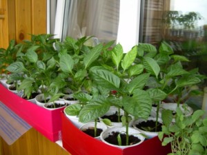 Sfaturi pentru cultivarea și transplantarea ardeiului