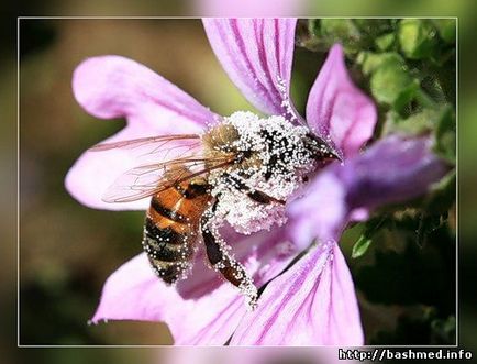 Способи заміни породи бджіл, породи бджіл
