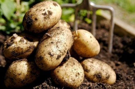 Засоби захисту картоплі