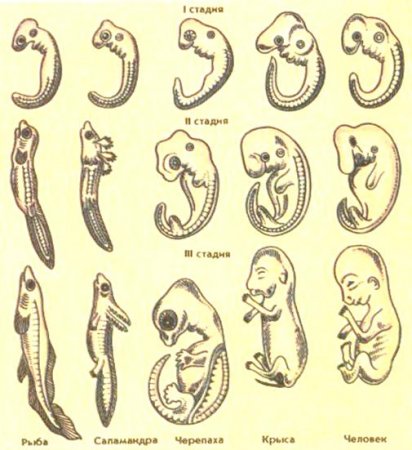 Стадії розвитку зародка