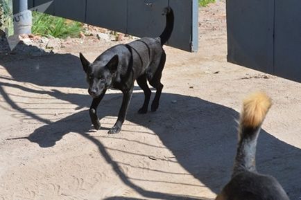 Зграя собак тримає в страху село під мінському