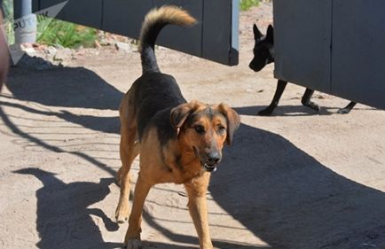 Зграя собак тримає в страху село під мінському