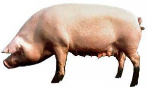 Вартість і склад корму для свиней в домашніх умовах