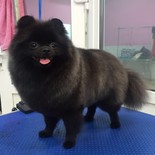 Dog Grooming, сприятеляването с котка оформяне Йорк, Грумери курсове